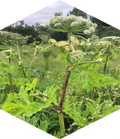 Giant Hogweed UK | JBB Knotweed Solutions