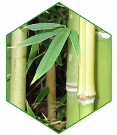 Bamboo