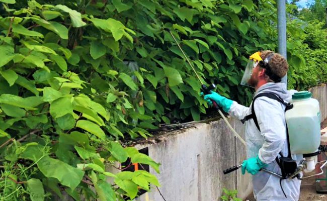 A member of the JBB Knotweed Solutions team dealing with Japanese Knotweed plant using herbicide treatment