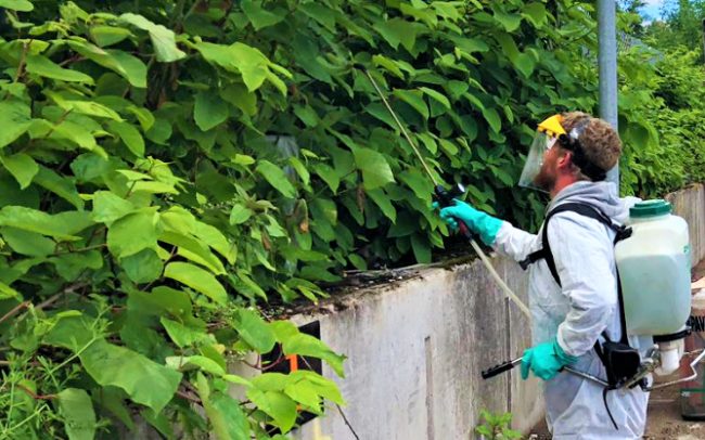 A member of the JBB Knotweed Solutions team dealing with Japanese Knotweed plant using herbicide treatment