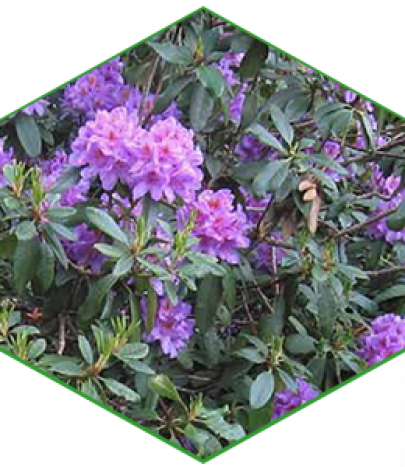 Rhododendron Ponticum | JBB Knotweed Solutions